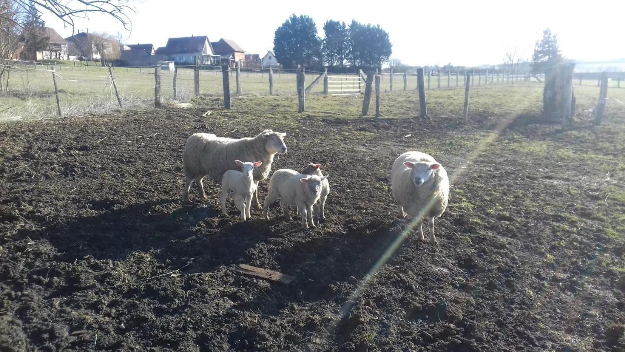 Gite Rural "La Bergerie" Διαμέρισμα Friedolsheim Εξωτερικό φωτογραφία